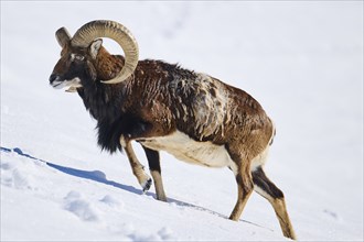 European mouflon (Ovis aries musimon) ram on a snowy meadow in the mountains in tirol, Kitzbühel,