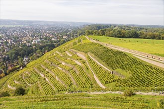 Vineyards