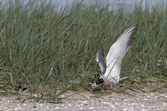 Common Tern (Sterna hirundo), adult bird attacking chick of an eurasian oystercatcher (Haematopus