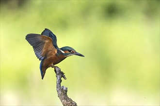 Juvenile kingfisher in a threatening position, Europe, Austria, Upper Austria, Europe