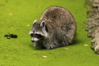 Raccoon (Procyon lotor) foraging in a pond, Germany, Europe