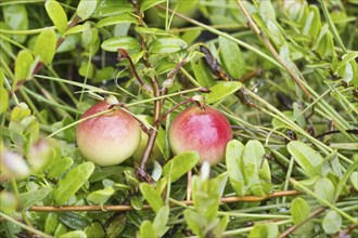 Cranberries (Vaccinium macrocarpon), large-fruited cranberry, Terschelling, Netherlands