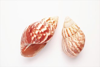 Decoration, two empty mussel shells as maritime decoration objects