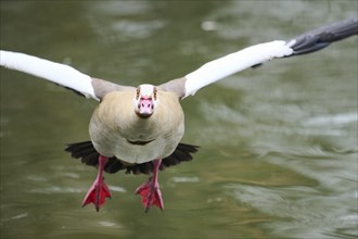 Egyptian goose (Alopochen aegyptiaca), flying, Bavaria, Germany Europe