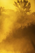 Morning atmosphere, sunrise, fog, floodplain forest, Lower Austria