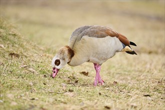 Egyptian goose (Alopochen aegyptiaca), standing on a meadow, Bavaria, Germany Europe