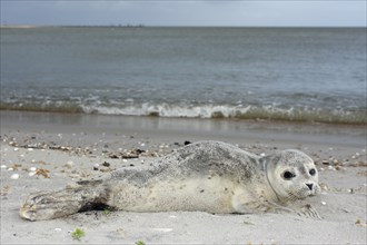 Common harbor seal (Phoca vitulina), howler, young resting on the beach, Lower Saxony Wadden Sea