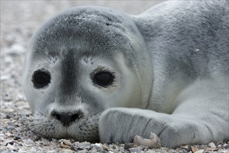 Harbor seal (Phoca vitulina), portrait of a howler, pup on the beach, Lower Saxony Wadden Sea