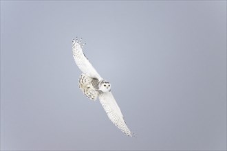 Female snowy owl (Nyctea scandiaca) (syn. Bubo scandiaca) in flight, wings spread, Quebec, Canada,