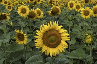 Sunflower field (Helianthus annuus), Stuttgart, Baden-Württemberg, Germany, Europe