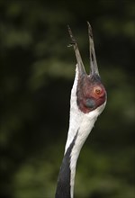 White-naped crane (Grus vipio), animal portrait, captive, calls, Germany, Europe