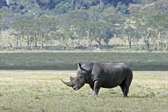 White rhinoceros (Ceratotherium simum), Lake Nakuru National Park, Kenya, East Africa, Africa