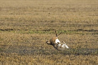 Fleeing European brown hare (Lepus europaeus) shot in field by hunter during the hunting season in