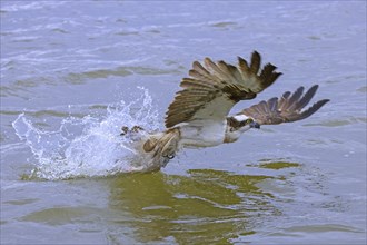 Western osprey (Pandion haliaetus) with caught fish in its talons, taking off from water of lake in