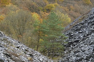 Mixed forest, pines (Pinus) and deciduous trees with autumn leaves between slate dumps, Eastern