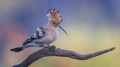 Hoopoe (Upupa epops) courting adult bird in its own territory, male, Bird of the Year 2022, bonnet