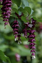 Caramel bush (Leycesteria formosa), also caramel berry, North Rhine-Westphalia, Germany, Europe