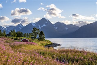 Flower field on the coast of the Lyngenfjord, blooming sally (Epilobium angustifolium), Fjord with