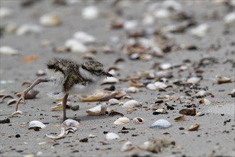 Little Ringed Plover (Charadrius hiaticula), young bird foraging on the beach, Lower Saxon Wadden