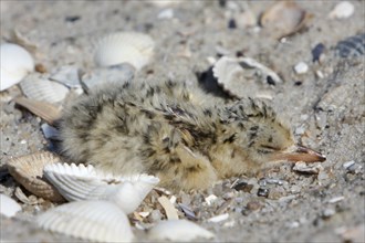 Little Tern (Sternula albifrons), newly hatched chick in clutch, Lower Saxon Wadden Sea National