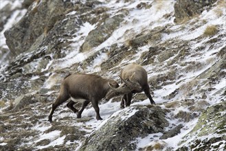 Two young Alpine ibex (Capra ibex) males fighting on mountain slope during the rut in winter, Gran