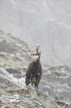 Chamois (Rupicapra rupicapra) female looking up during snowfall in the mist in winter in the