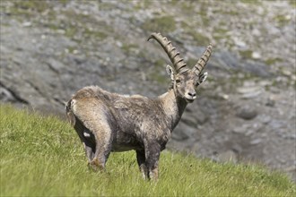 Alpine ibex (Capra ibex) young male in summer in the Hohe Tauern National Park, Austrian Alps,