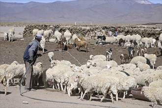 Farmer watering flock of sheep on farm on the isolated Altiplano in Argentina