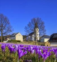 Drebach Crocus Meadows