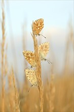 Chalkhill blues (Lysandra coridon) Other animals, Insects, Butterflies, Animals, Bad Neustadt an