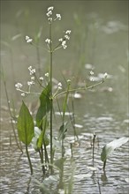 Frogspoon (Alisma plantago-aquatica), Emsland, Lower Saxony, Germany, Europe