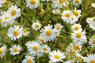 Wild ox-eye daisy, also known as meadow daisy (Leucanthemum vulgare) or meadow rampion, is the