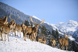 Red deer (Cervus elaphus) stag with pack on a snowy meadow in the mountains in tirol, Kitzbühel,