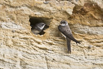 Sand martins (Riparia riparia), Emsland, Lower Saxony, Germany, Europe