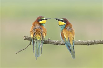 Bee-eater (Merops apiaster) pair, sitting on a branch, Lake Neusiedl National Park, Seewinkel,