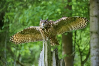 Eurasian eagle-owl (Bubo bubo), flying on tree trunk in forest, Bohemian Forest, Czech Republic,