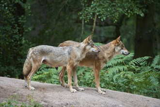 European gray wolf (Canis lupus), female and male standing in the forest, Germany, Europe