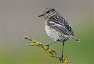 European stonechat (Saxicola rubicola), Emsland, Lower Saxony, Germany, Europe