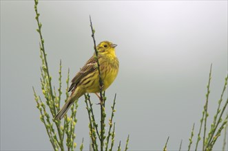 Yellowhammer (Emberiza citrinella), Emsland, Lower Saxony, Germany, Europe