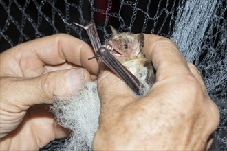 Greater mouse-eared bat (Myotis myotis) is released from the trapping net and ringed and after