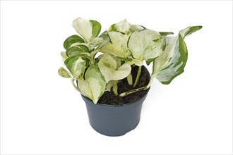 Exotic 'Epipremnum Aureum Manjula' pothos houseplant in flower pot on white background