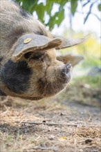 Domestic pig in the green, Amsterdam, Netherlands