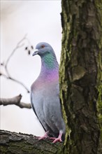 Feral pigeon (Columba livia domestica) sitting on a branch, Bavaria, Germany Europe