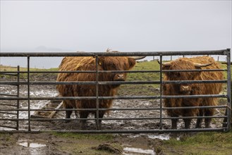 Highland cattle looking through a pasture fence on the Isle of Skye in Scotland, Great Britain