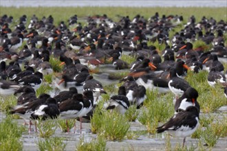 Eurasian oystercatcher (Haematopus ostralegus), resting group in the salt marsh with motion blur,