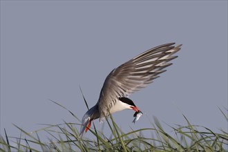 Common Tern (Sterna hirundo), in flight with fish in its beak, Lower Saxon Wadden Sea National