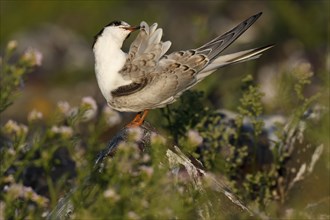 Common Tern (Sterna hirundo), immature animal, juvenile animal on a stone during plumage care,