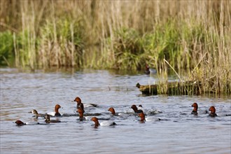 Common pochard (Aythya ferina), mating group of drakes in the water, Peene Valley River Landscape