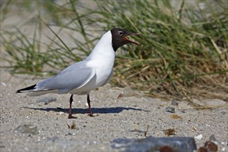 Black-headed Black-headed Gull (Chroicocephalus ridibundus), individual mating in the breeding