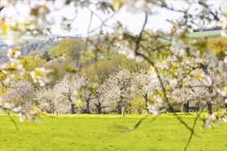 Orchard meadows in the Elbe valley above Karpfenschänke